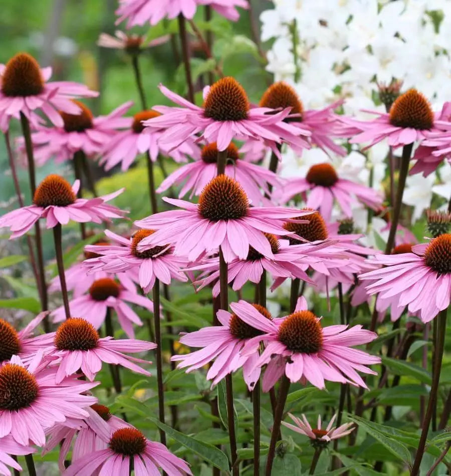 Purple Coneflower Seeds 250+ Echinacea purpurea Perennial Wildflower for Pollinators, USA Grown