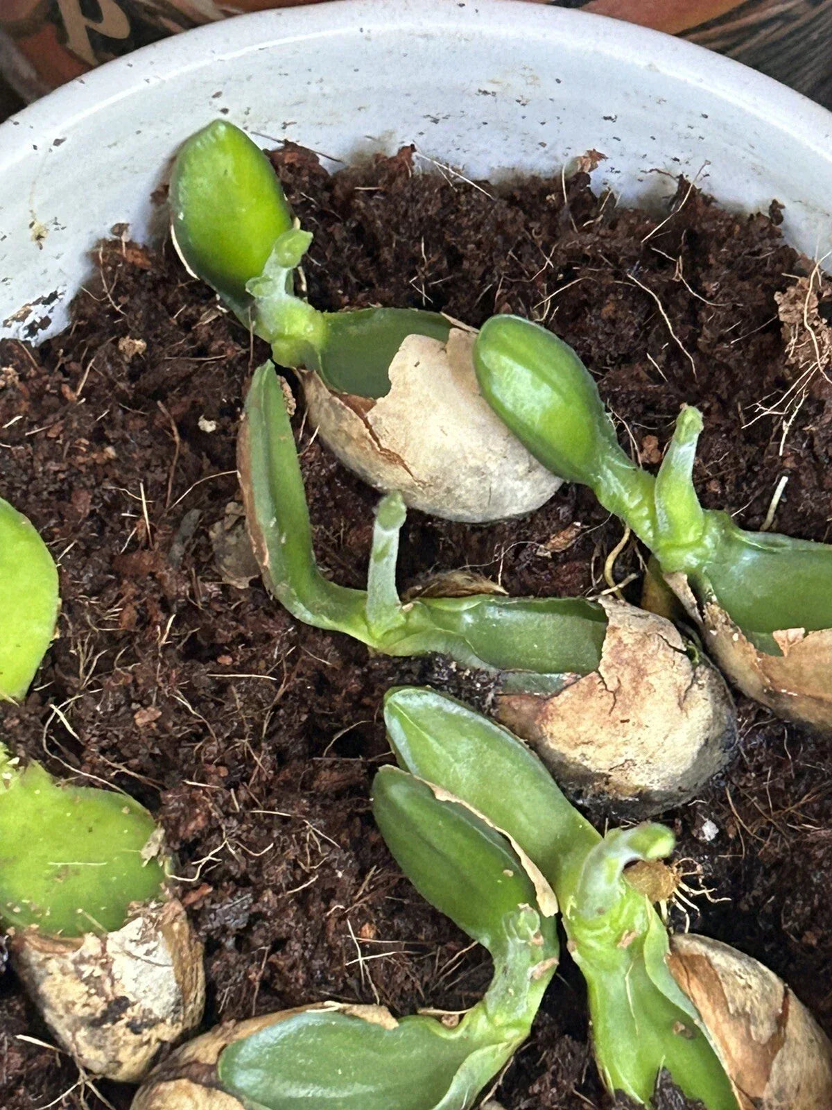 Jackfruit Seedlings - 5 Live Plants in Nursery Pots | Artocarpus heterophyllus
