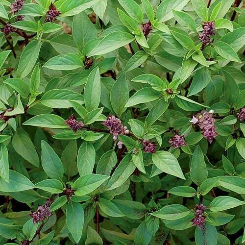 Thai Basil Seeds 300+ Pack - Fragrant Asian Herb - Ocimum basilicum - USA Grown