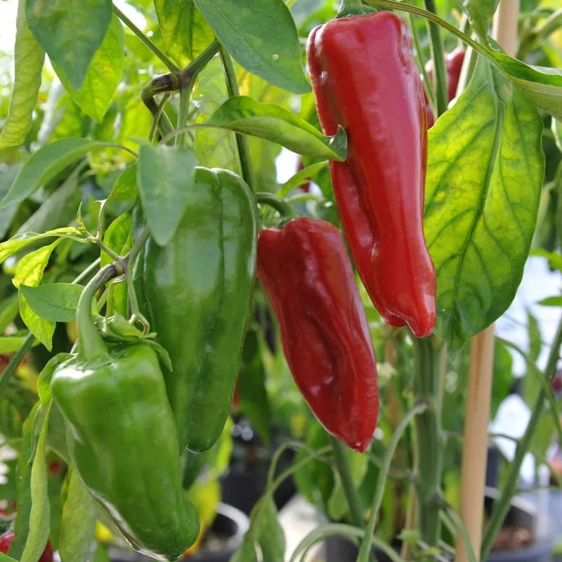Sweet Marconi Rosso Pepper Seeds - Italian Non-GMO Capsicum annuum