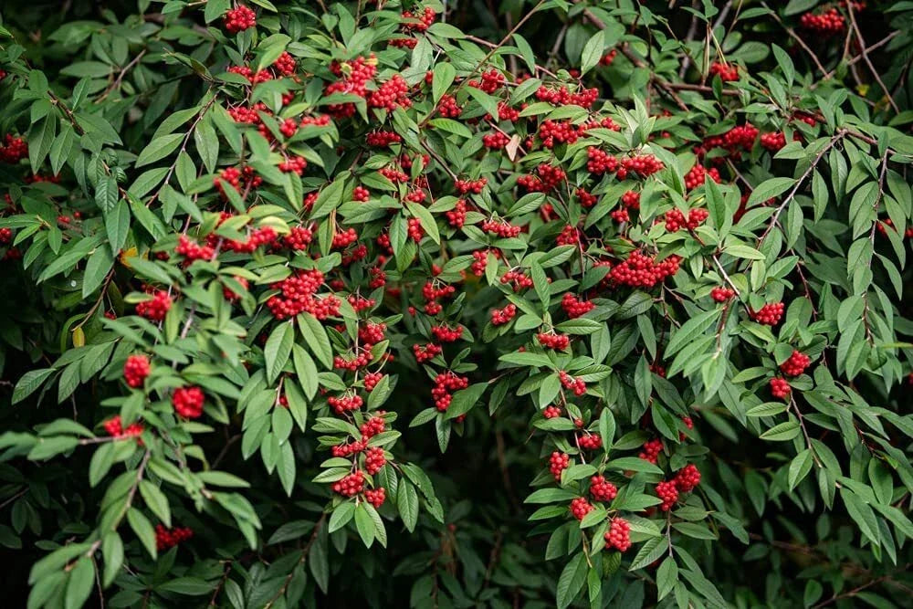 Red Elderberry Seeds - 50 Pack - Sambucus racemosa Organic Garden Seeds