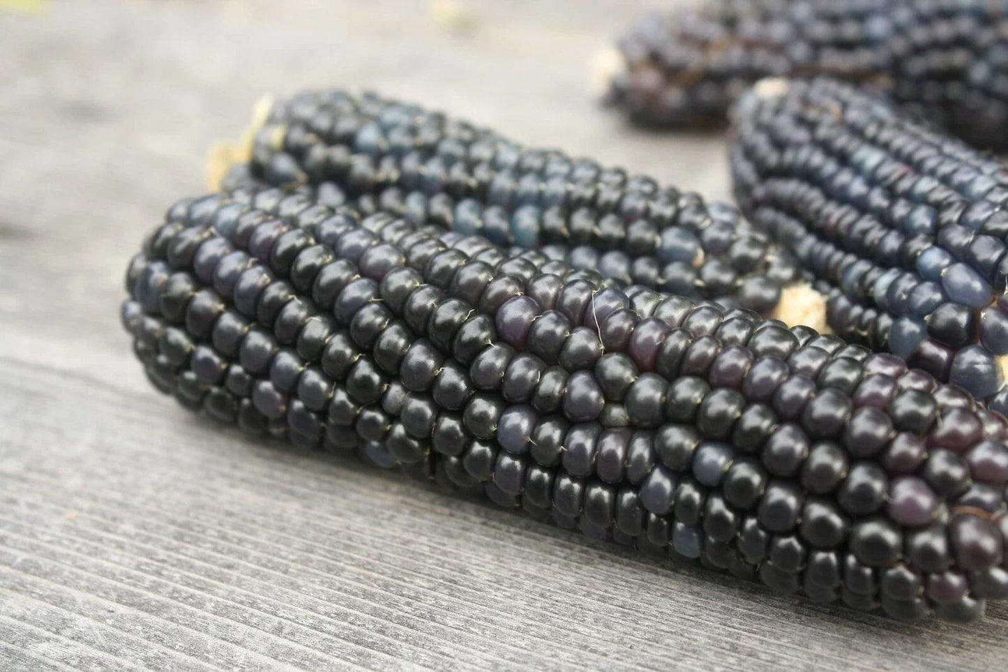 Organic Blue Hopi Corn Seeds – Heirloom Native Zea mays for Summer & Fall Gardens, Non-GMO, 25+ Seeds