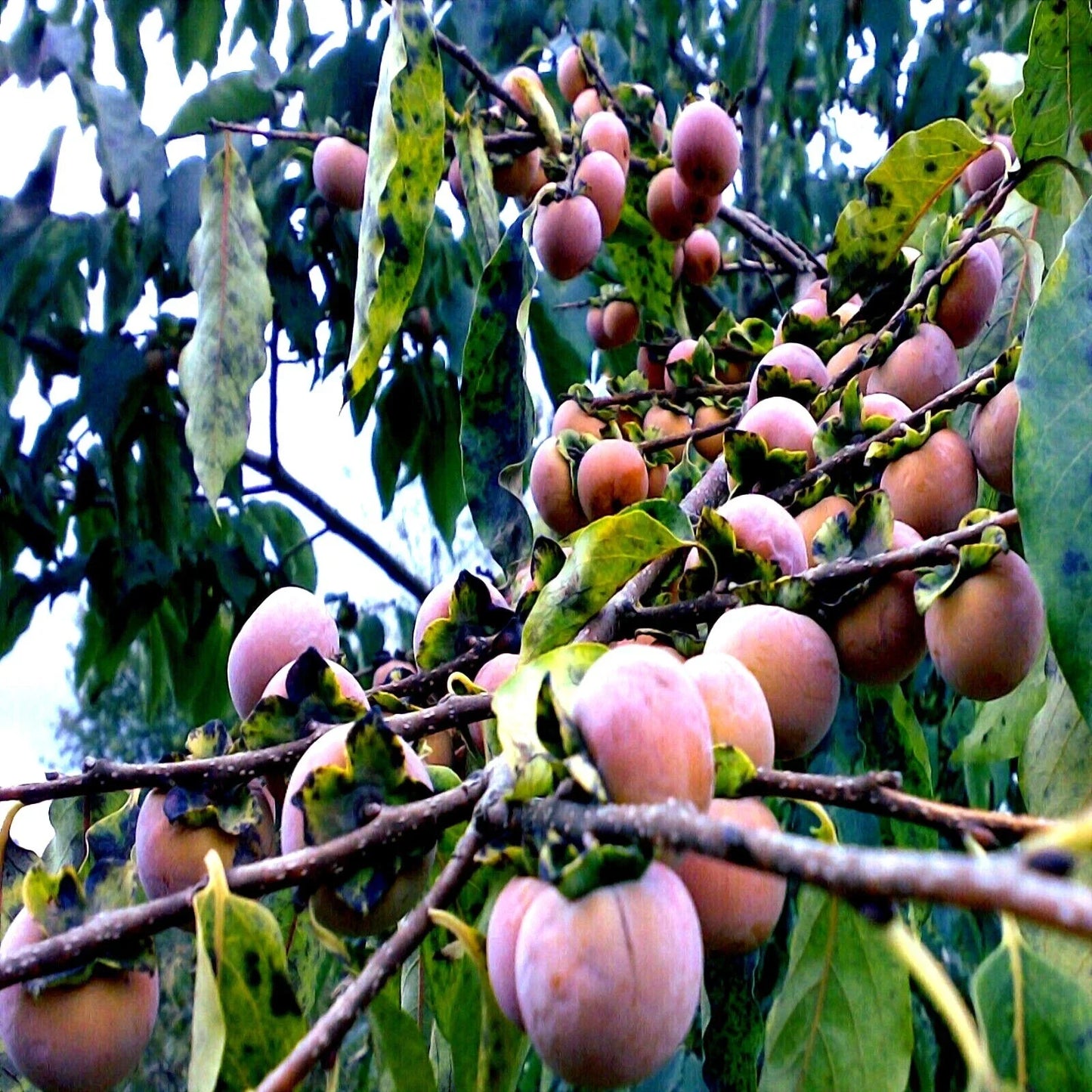 Date Plum Fruit Tree Seeds - Mediterranean Persimmon (Diospyros Lotus) for Home Garden