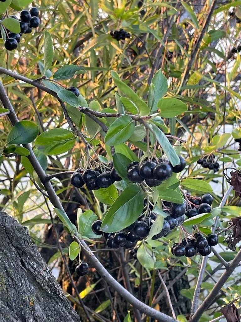 Black Chokeberry Seeds - Aronia melanocarpa - Berry-Producing Garden Shrub