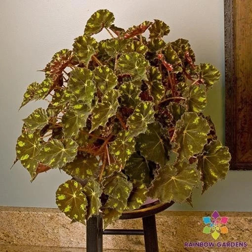Kit Kat Begonia Seeds - 25+ Pack for Garden & Indoor Planting - Begonia rex, Vibrant Foliage, Perennial, USA