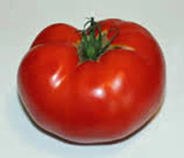Tomato Seeds 100 Count Rutgers Heirloom Non-GMO Large Tomatoes Solanum lycopersicum