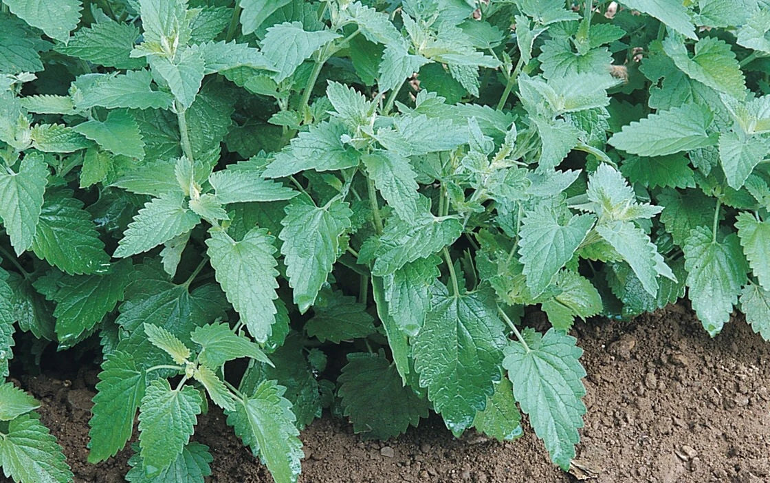Catnip Seeds Bulk – Heirloom Non-GMO Nepeta cataria for Gardens & Cats – 300 to 10,000 Seeds