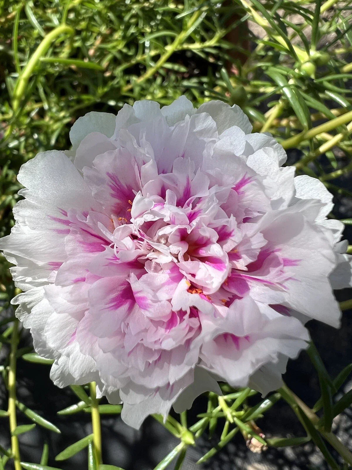 5 Unrooted Pink Princess Portulaca Moss Rose Cuttings - Succulent Plant Propagation