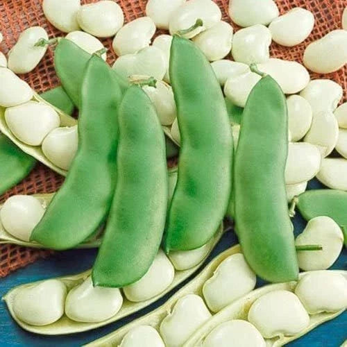 Lima Bean Seeds 75 Count - Fordhook 242 Organic, Easy to Grow, High Yield, Vegetable Garden, Phaseolus lunatus