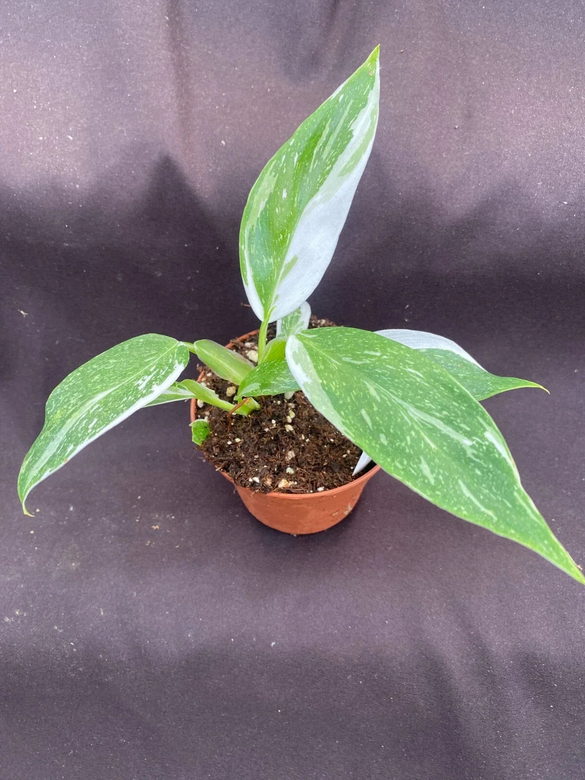Philodendron White Wizard Rooted Plant - 3" Pot, Variegated Foliage, Indoor Houseplant, Philodendron hederaceum