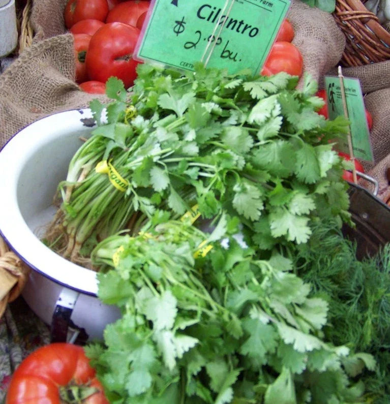 Cilantro Seeds - 150 Seeds Pack - Coriandrum sativum - GroCo USA