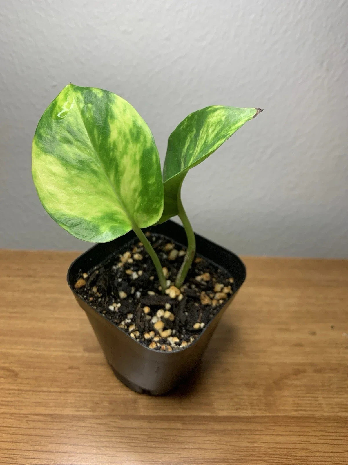 Golden Pothos Plant | Fully Rooted in 2-Inch Pot | Epipremnum aureum Trailing Houseplant