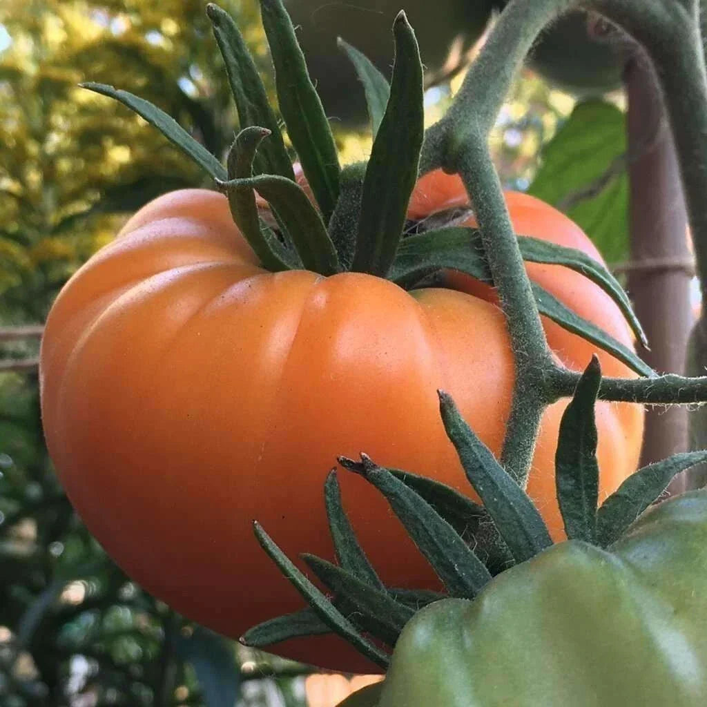 Kellogg's Breakfast Tomato Seeds - Organic Heirloom Non-GMO - 10+ Rare Seeds