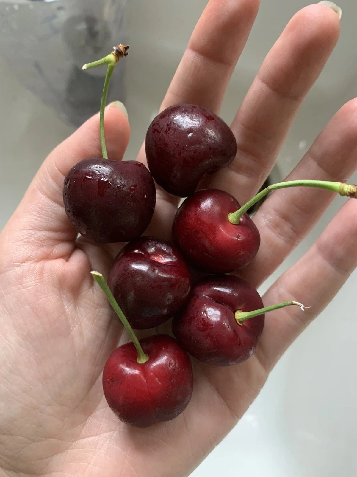 Organic Red Cherry Seeds – Prunus avium Fruit Tree for Garden, Non-GMO, Sweet Fruit, Ornamental, 15 Seeds
