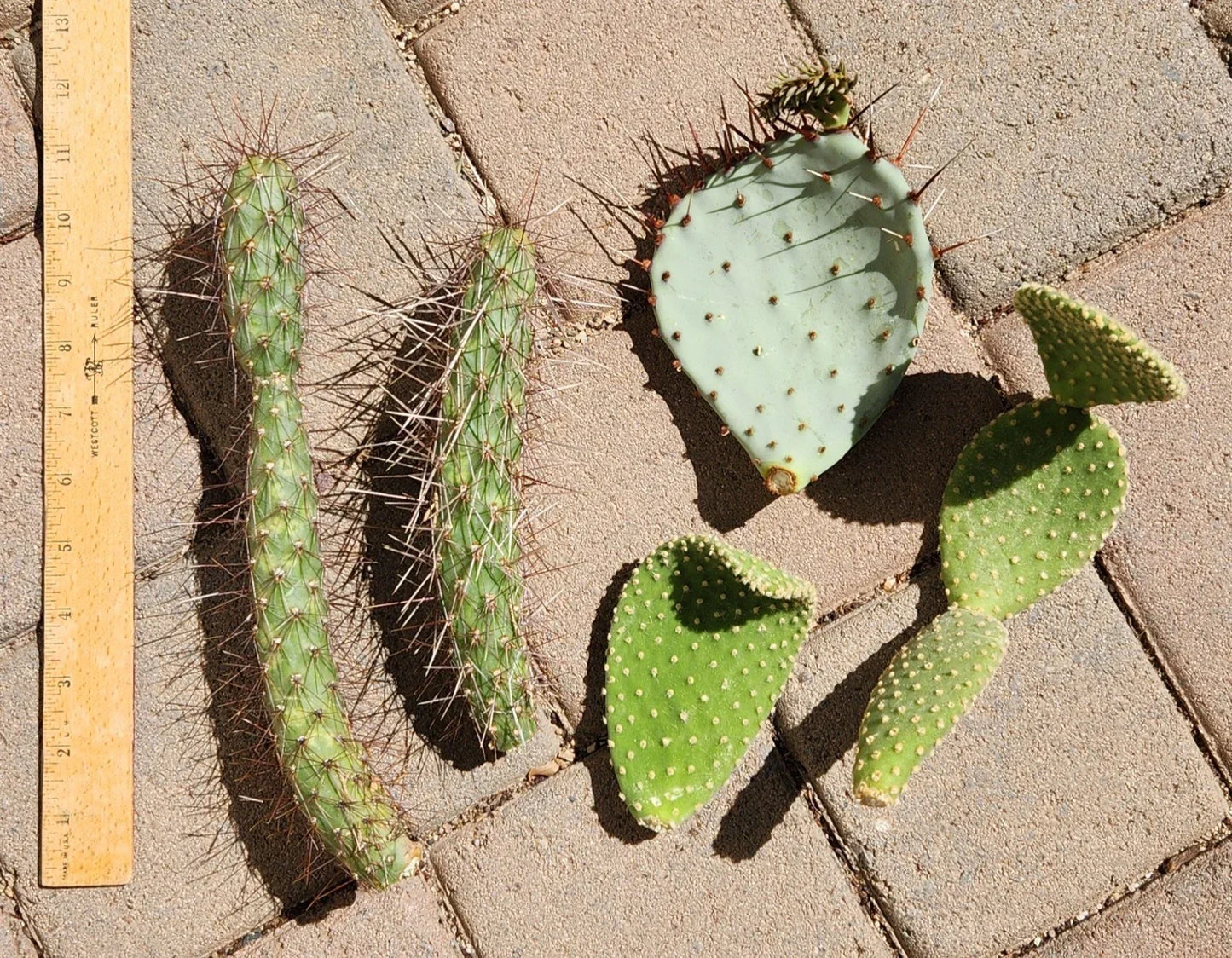 Opuntia Microdasys Cactus Cutting Lot | Cylindropuntia Campii Succulent Segments for Propagation
