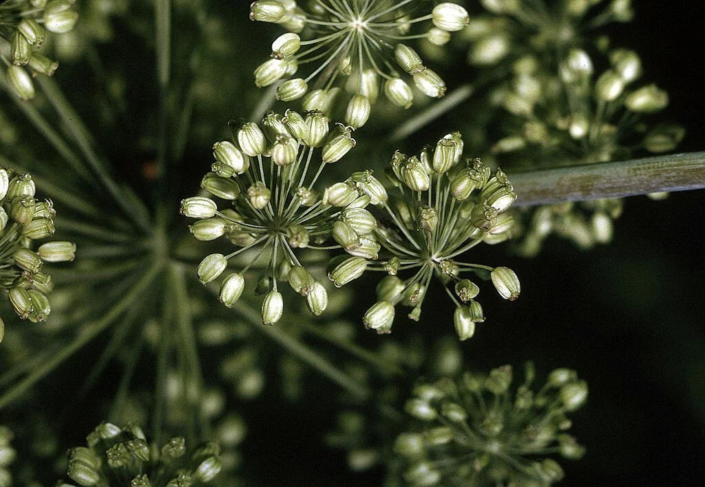 Angelica Seeds - 200 Non-GMO Seeds - Angelica archangelica Herb Plant