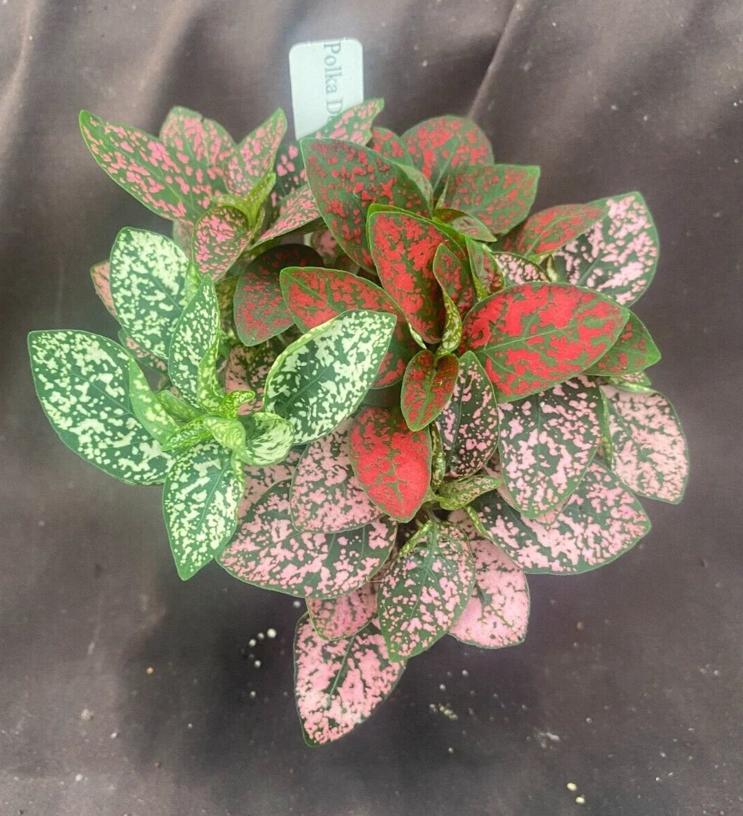 Polka Dot Plant 3" Pot Hypoestes phyllostachya Indoor Houseplant with Spotted Foliage