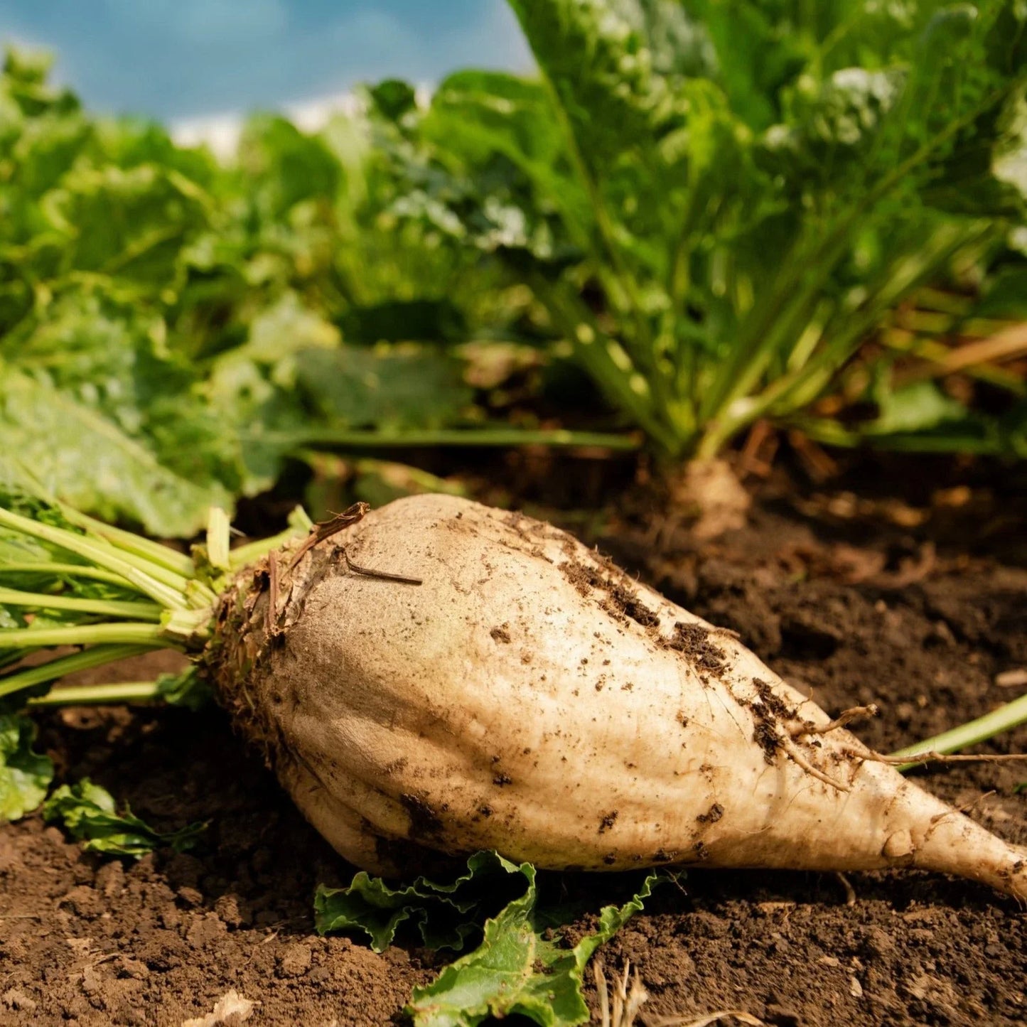 Sugar Beet Seeds - White Albino Mangel Turnip Beta vulgaris, 2025 Planting, Non-GMO, Organic, High Germination