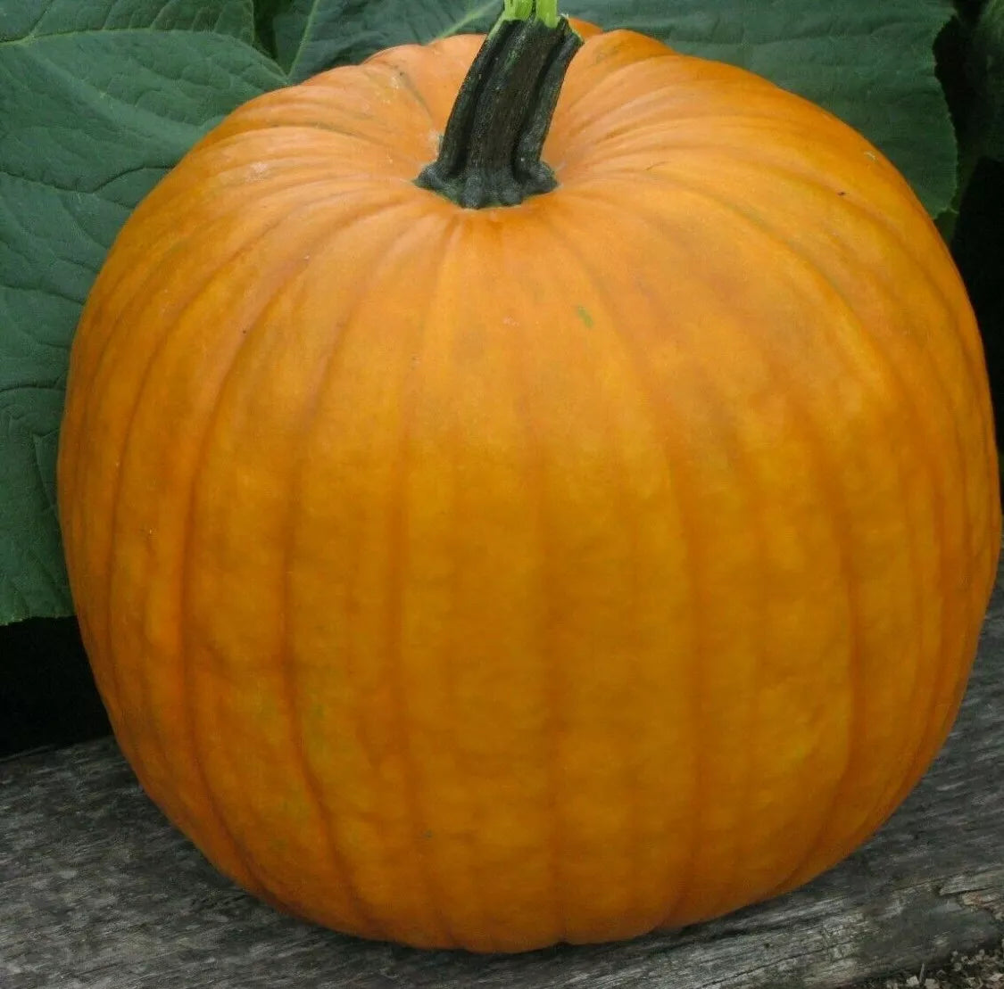Connecticut Field Pumpkin Seeds 15+ Cucurbita pepo Jack O' Lantern Variety for Fall Carving & Cooking