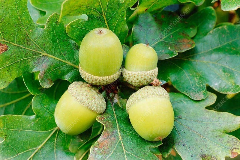 50 White Oak Acorn Seeds - Quercus alba - Grow Majestic Trees 50-70 ft - Zones 4-8