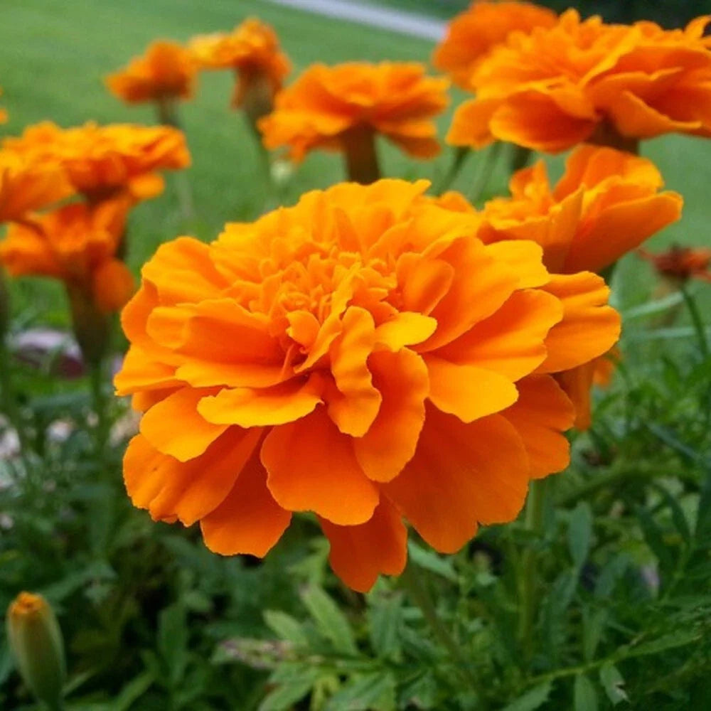 Tangerine Marigold Seeds Pack of 25+ | Tagetes erecta Annual Flower for Garden, Borders & Containers