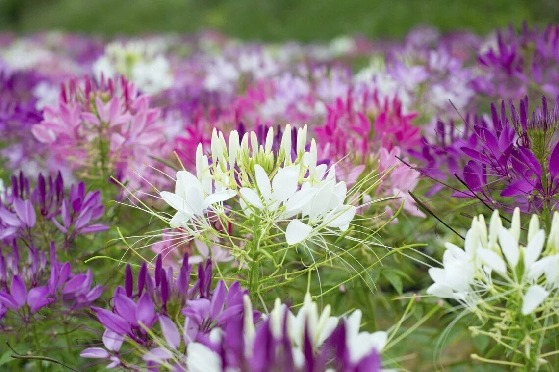 Spider Plant Seeds - 100 Count - Purple Pink White Variety - Clome Spinosa Perennial - Easy to Grow Garden Seeds