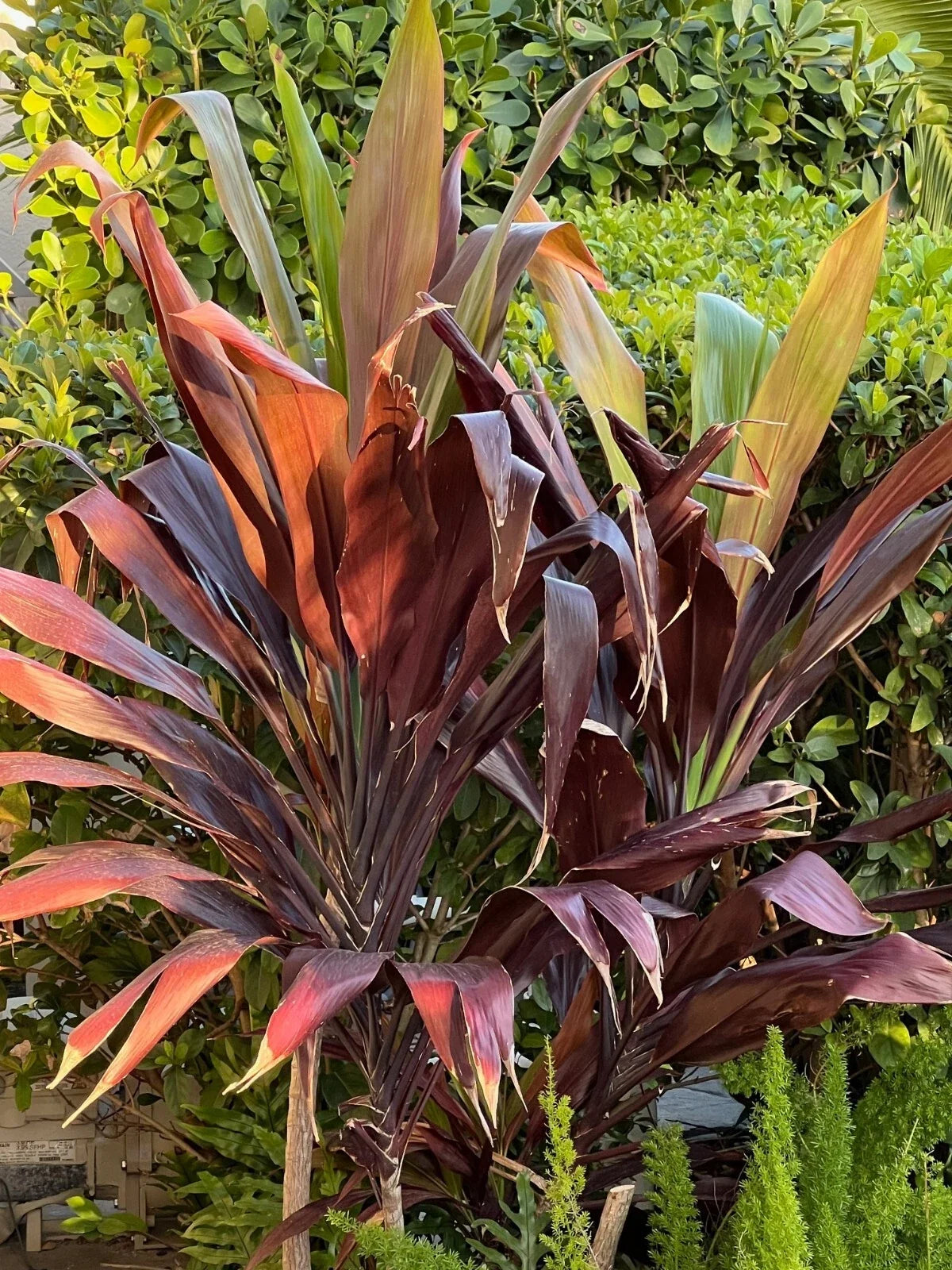 Hawaiian Ti Plant 4" Pot Black Magic Cordyline Fruticosa Tropical Houseplant, Dark Purple Foliage