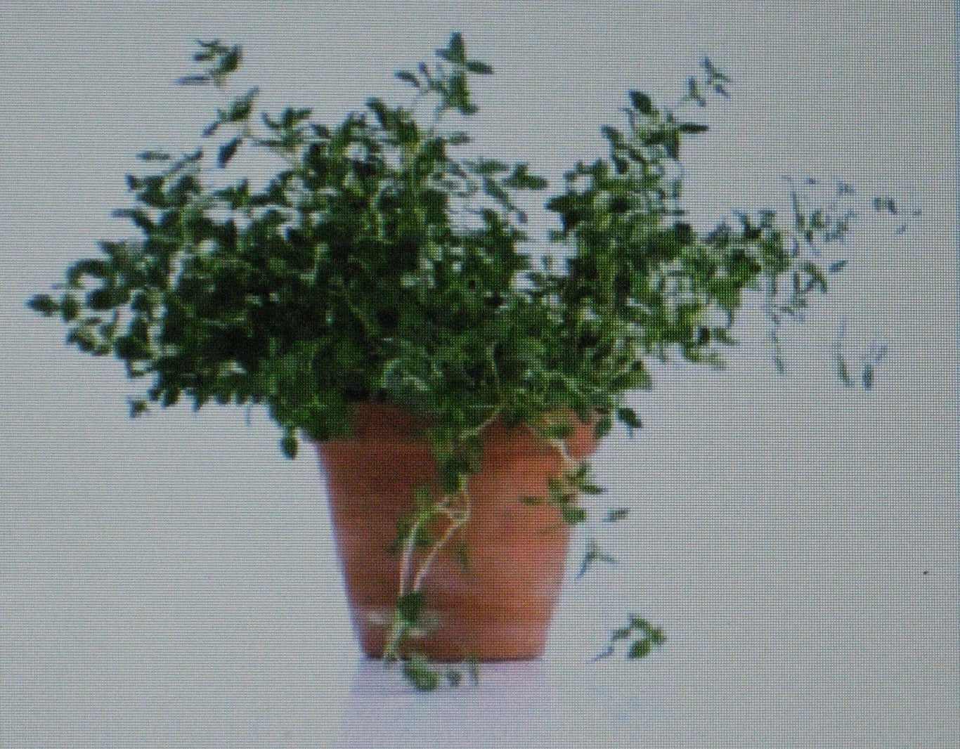 Thyme Herb Seeds - 100 Gourmet Culinary Thymus vulgaris Seeds for Cooking & Garden Growth