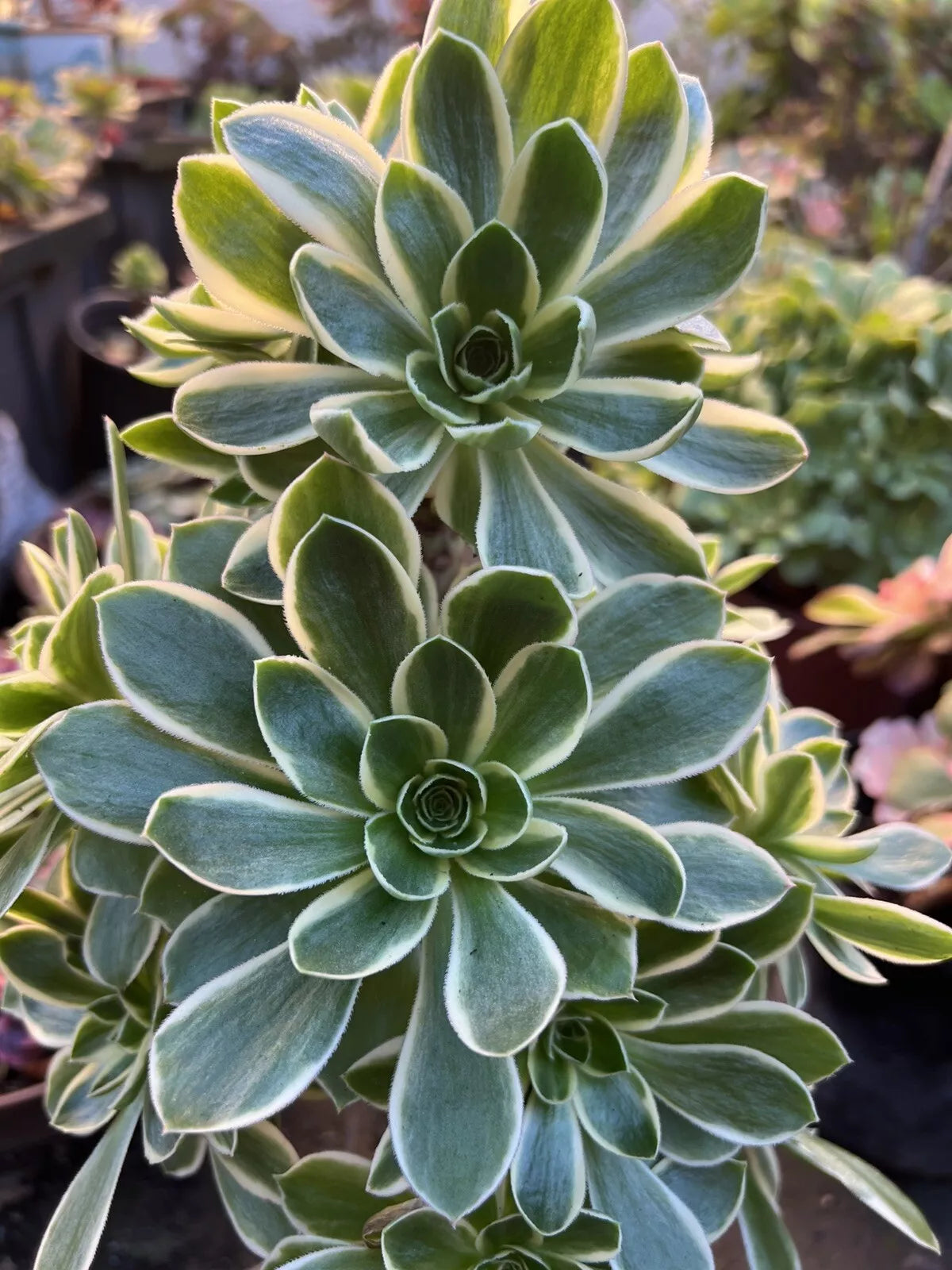 Aeonium Cutting | Green Rose Variety Succulent Plant | Aeonium arboreum