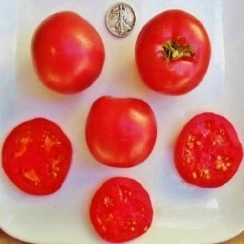 Eva Purple Ball Tomato Seeds - Heat Resistant, 25 Seeds, Solanum lycopersicum, Home Gardening, Bountiful Harvest