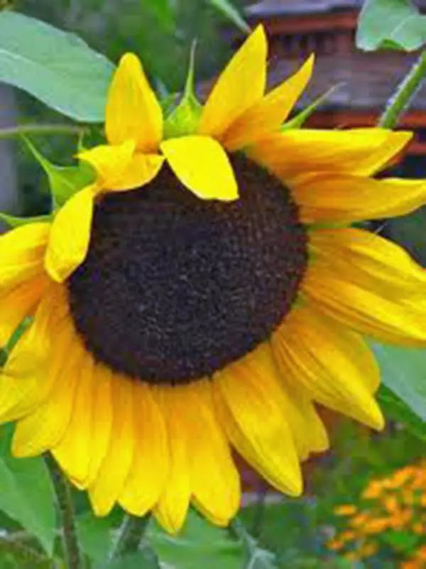 Golden Sunflower Seeds - 100 Count Helianthus annuus - Non-GMO Gardening Seeds