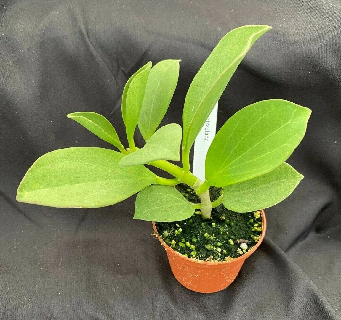 Hoya Pachyclada Rooted Plant 2.5" Pot Live Houseplant with Fragrant Star-Shaped Flowers
