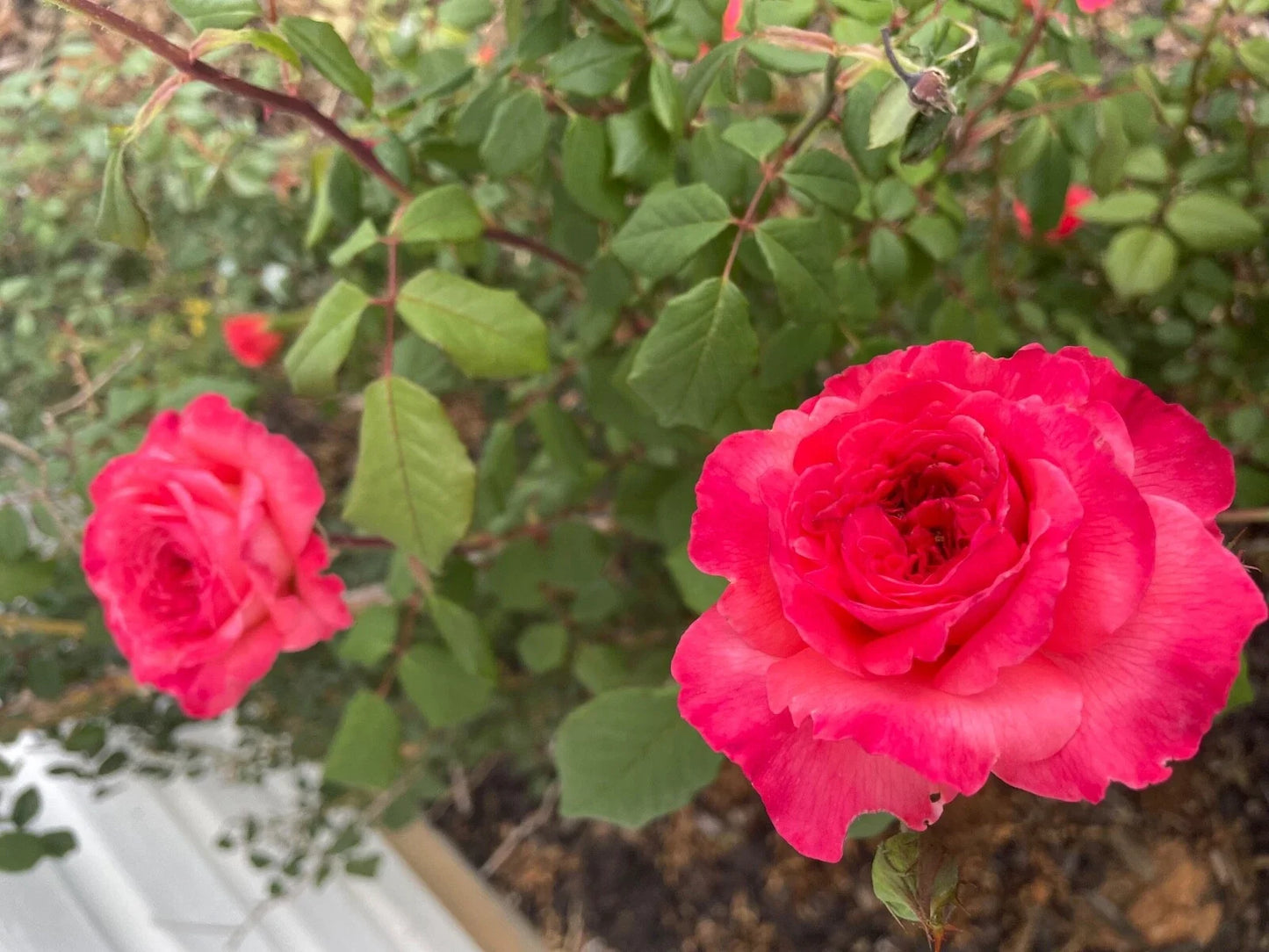 Portlandia Climbing Rose Cuttings – 4 Live Flowering Shrub Propagation, Pink & Red Blooms, Fragrant, Hardy Rose Bush Cuttings