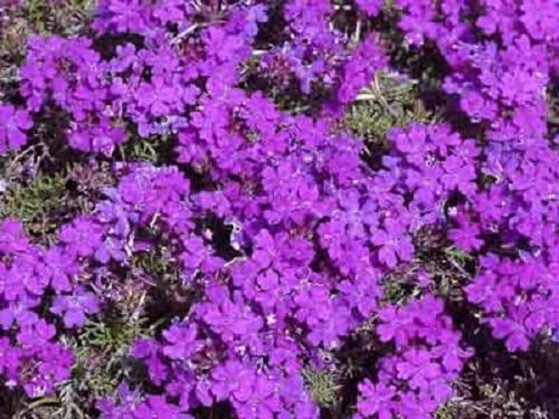 Purple Moss Verbena Seeds - 200+ Violet Annual Ground Cover - Verbena tenuisecta