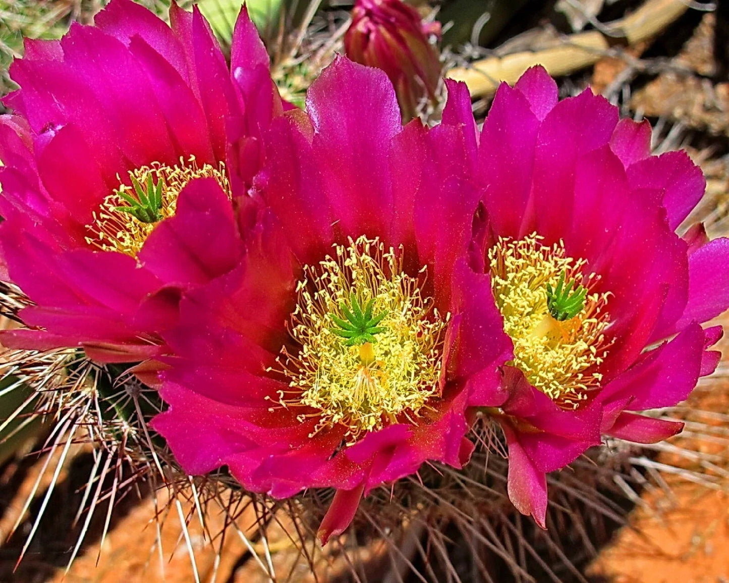Strawberry Cactus Seeds - Echinocereus s. - 25+ Vibrant Blooms - Easy to Grow Succulent