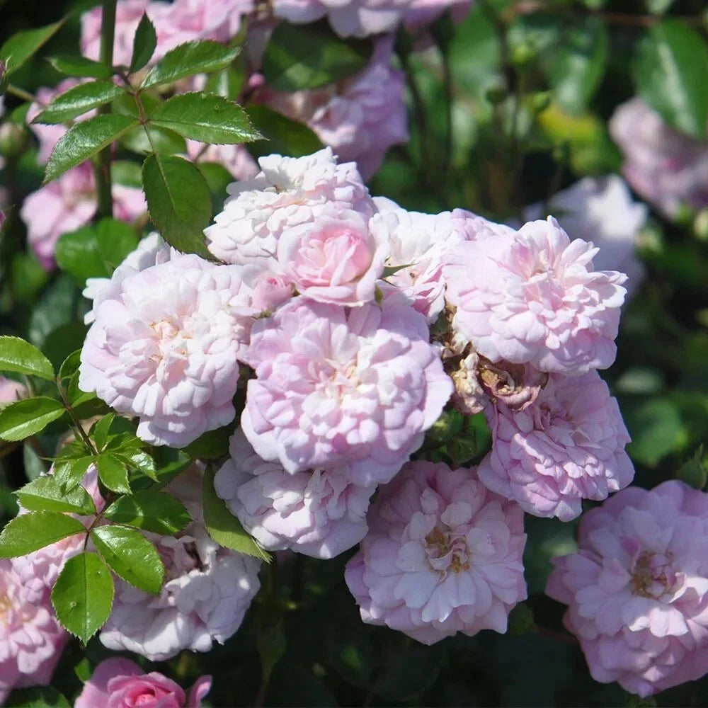 Rural England Rose Plant Cuttings - 4 Live Pink Flower Cuttings - Rosa 'Rural England' for Garden, Landscape, Outdoor