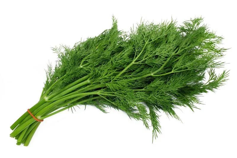 Bouquet Dill Seeds 200+ Count Organic Anethum graveolens Culinary Herb for Garden & Container Planting