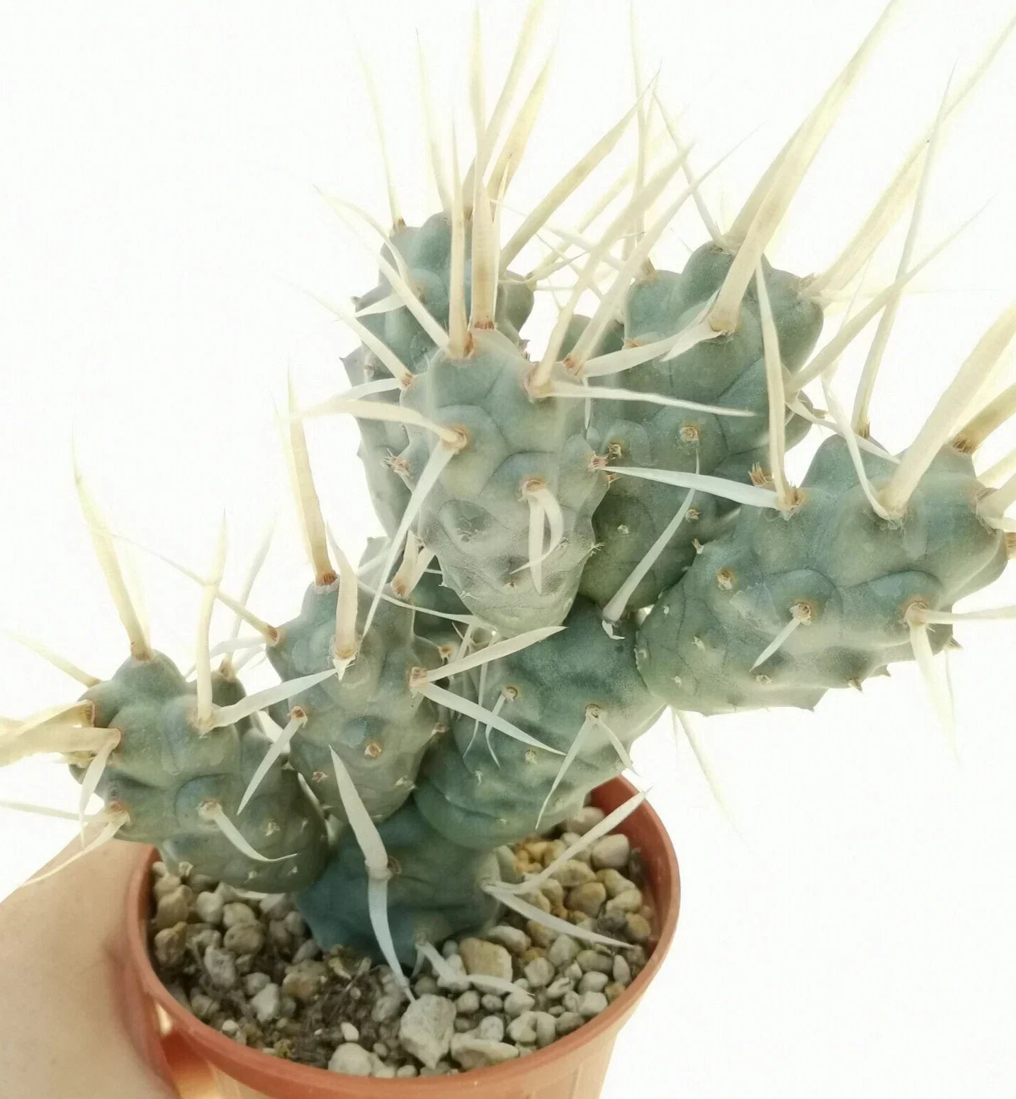 Tephrocactus Articulatus Var. Papyracanthus 2" Long Cutting - Rare Paper Spine Cactus Pup