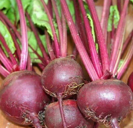 Ruby Queen Beet Seeds 100+ Count | Beta vulgaris Root Vegetable Seeds
