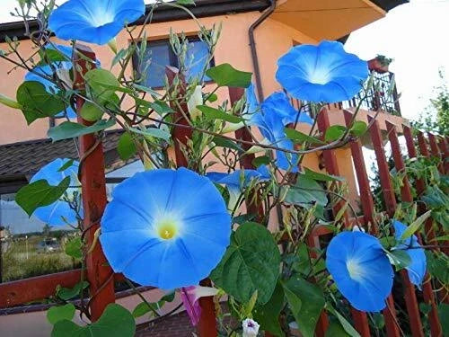 Heavenly Blue Morning Blooming Vine Seeds - Ipomoea indica - Sky-Blue Flowers - Fast-Growing Climbing Vine - 300 Seeds