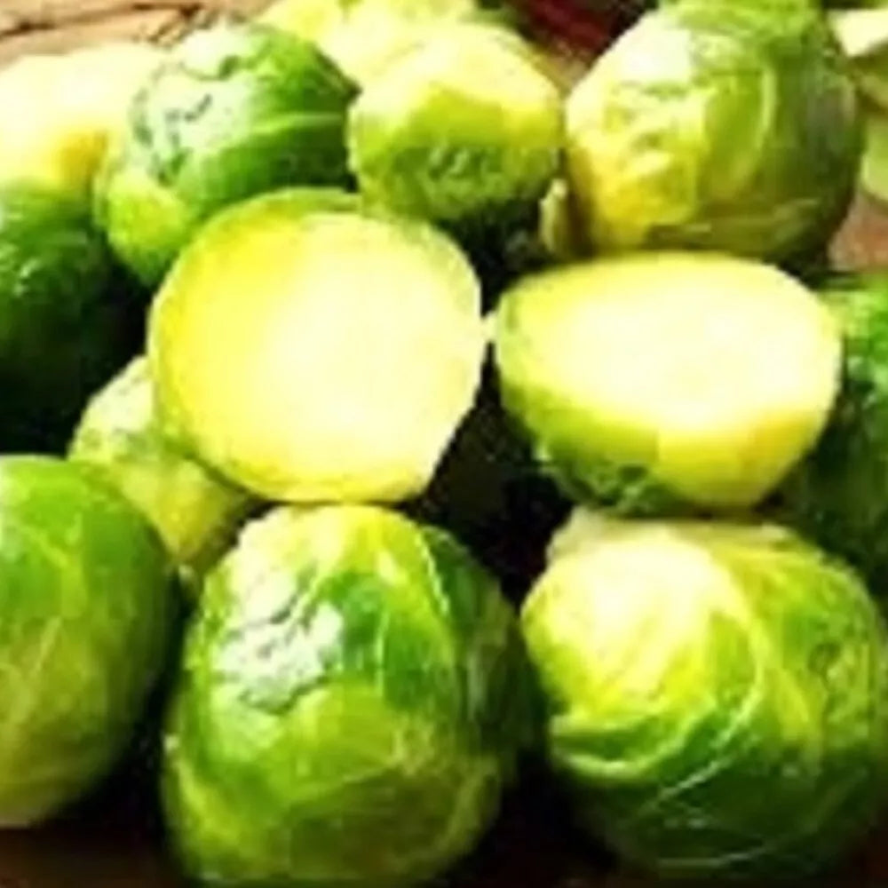 Long Island Brussels Sprout Seeds | Non-GMO Heirloom Brassica oleracea