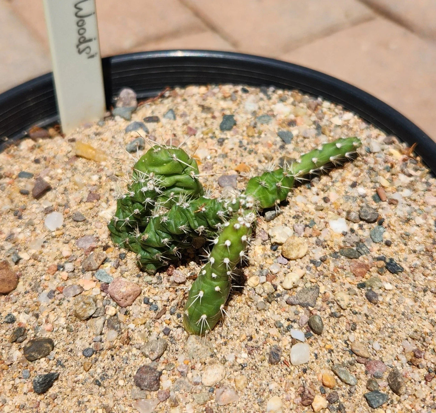Rooted Opuntia Fragilis Brittle Prickly Pear Cactus Plant – Drought-Tolerant Succulent for Indoor & Outdoor Gardens