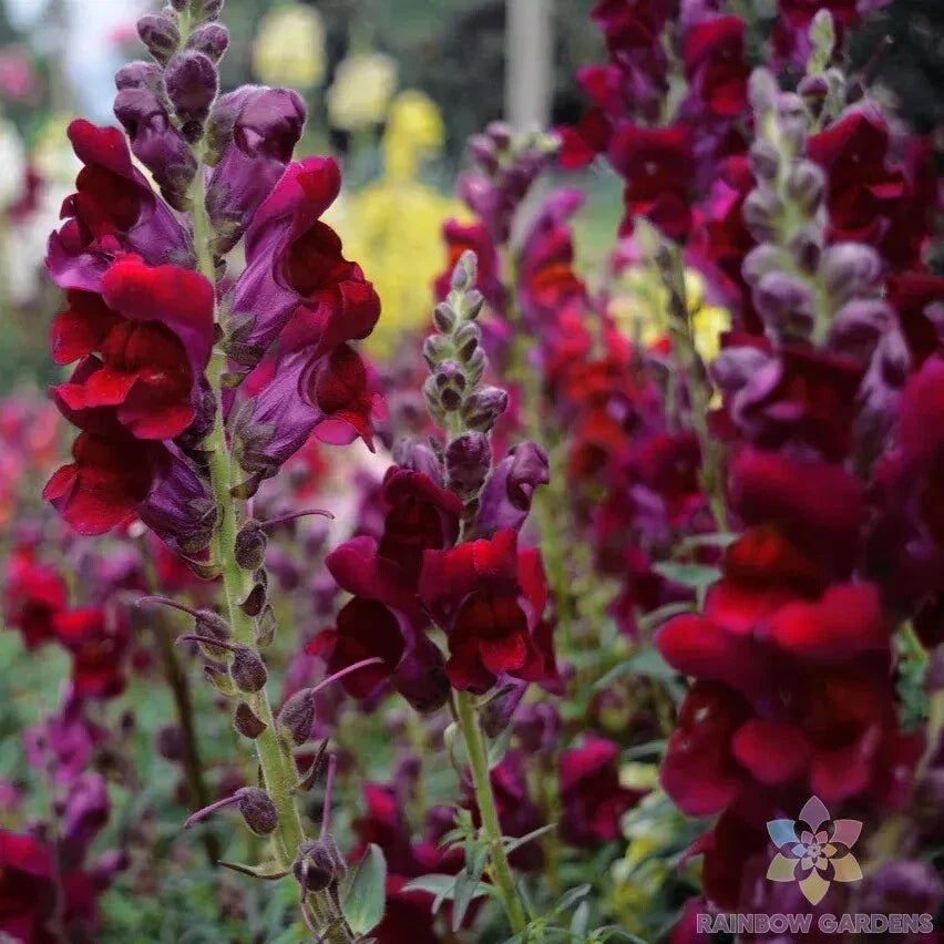 Snapdragon Seeds - 1000+ Snappy Black Prince - Antirrhinum majus Garden Flower Seeds for Borders & Containers