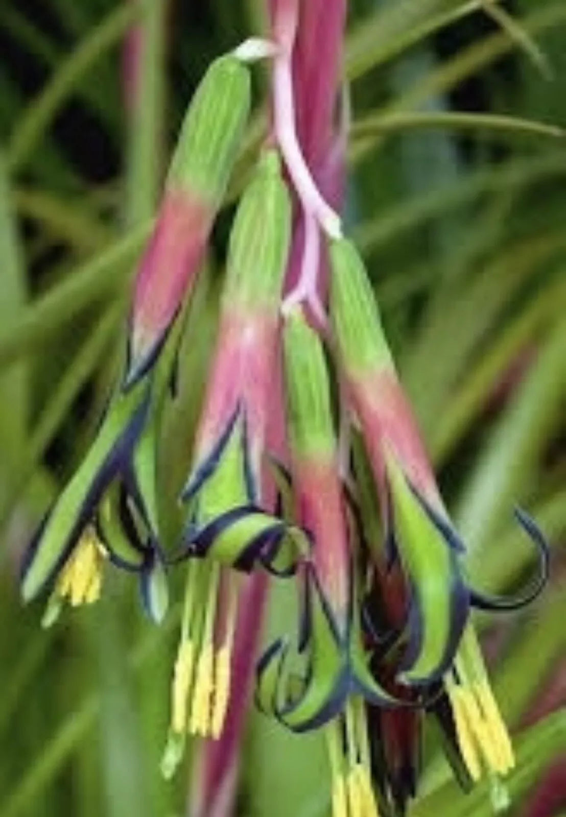 Billbergia Nutans Bromeliads - Queen's Tears - Set of Three Rooted Plants