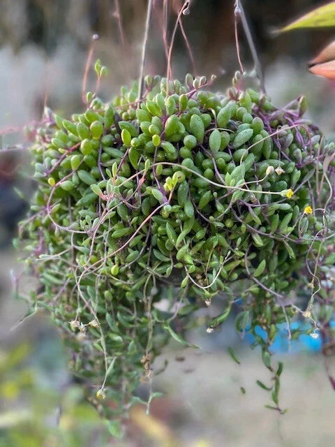 Othonna Capensis Ruby Necklace Succulent Live Plant in 4" Pot, Trailing, Colorful Foliage, Drought-Resistant, Indoor Outdoor