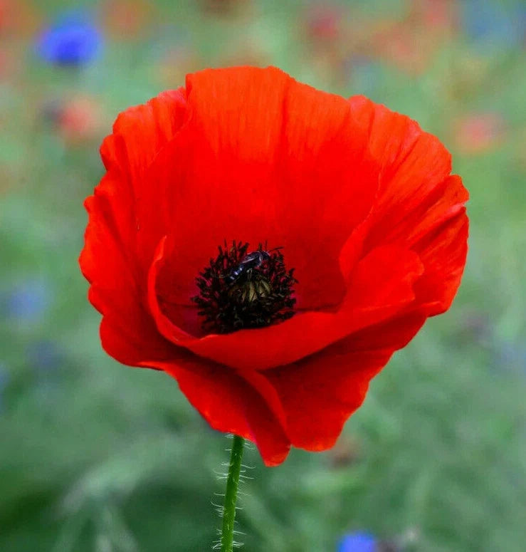 Red Corn Poppy Seeds | Papaver rhoeas | American Legion Remembrance Flower | Spring Blooming, Easy to Grow