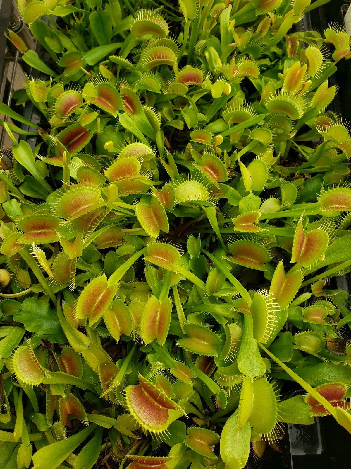 Venus Flytrap Seeds - Bare-root Multi-Cultivar - Dionaea muscipula Carnivorous Plant for Indoor Gardening