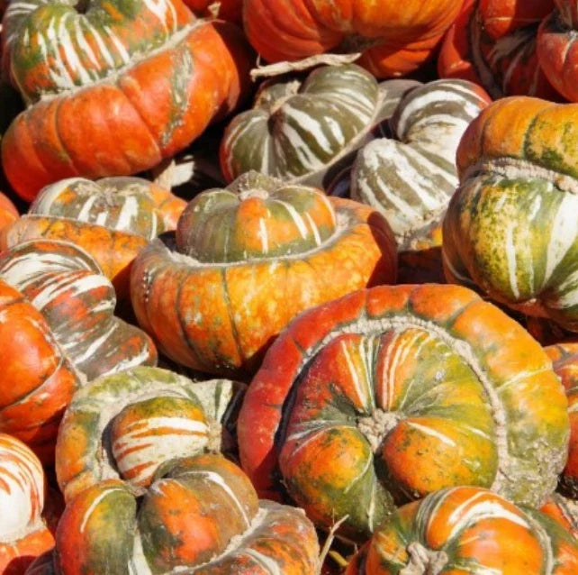 Heirloom Gourd Seeds – Turk's Turban Variety – Edible Decorative Gourds – Non-GMO Cucurbita maxima – 12 Seeds for Fall Decor & Cooking