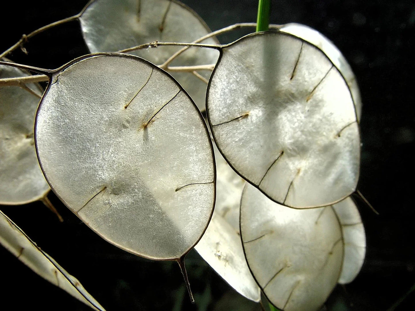 Money Plant Seeds - 50 Pack Lunaria Biennis Honesty Plant for Gardening, Wildflower, Cut Flowers
