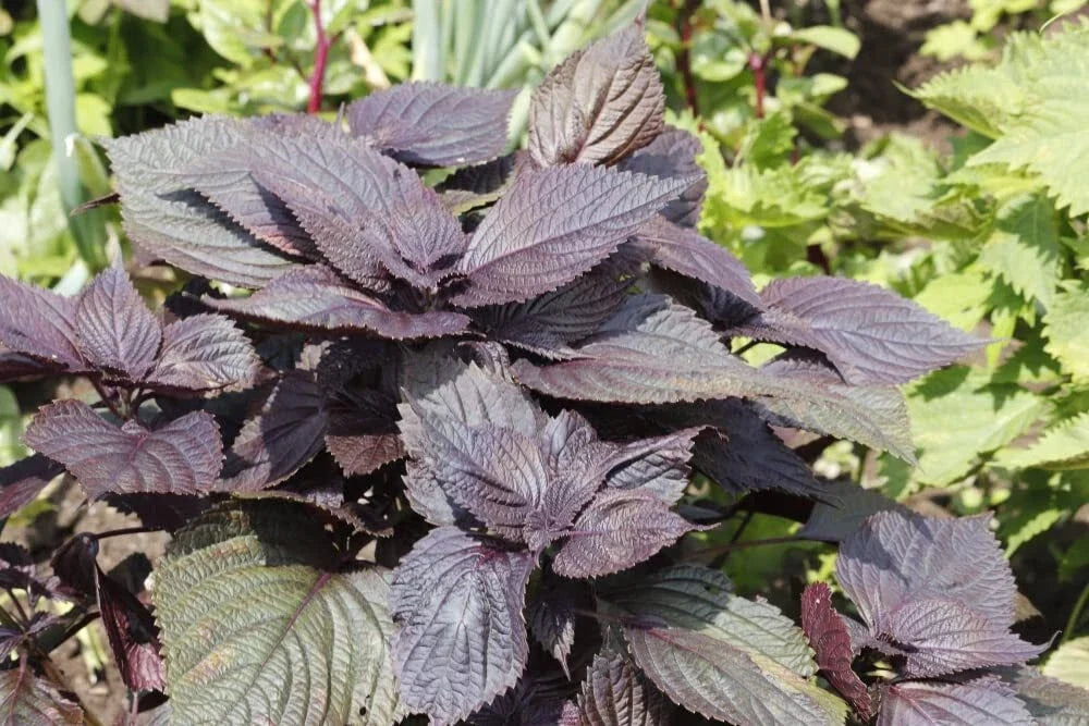 Red Shiso Seeds - 200+ Perilla frutescens Heirloom Fragrant Herb for Cool Weather Gardens and Culinary Use